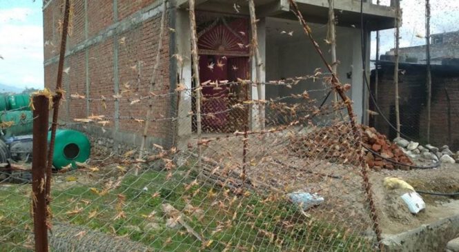 सुर्खेतमा पनि देखियो सलह, कृषक चिन्तित