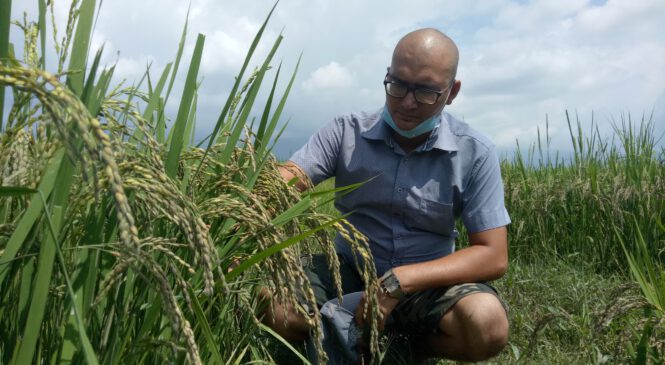 कालो धान फलाउँदै मुरारीजंग, सरकारको साथ नपाएको गुनासो (भिडियोसहित)
