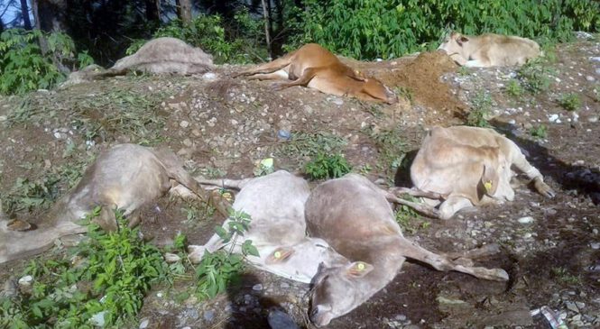 गौहत्या प्रकरणमा दोषी ठहरिएका १० जनालाई कैद सजाय