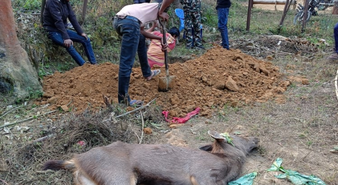 बुलबुलेबाट उद्दार गरिएको जरायोको मृत्यु
