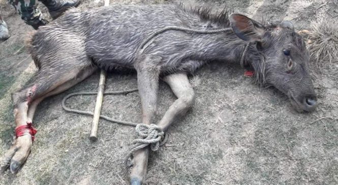 बुलबुले तालमा फसेको जरायोको उद्दार