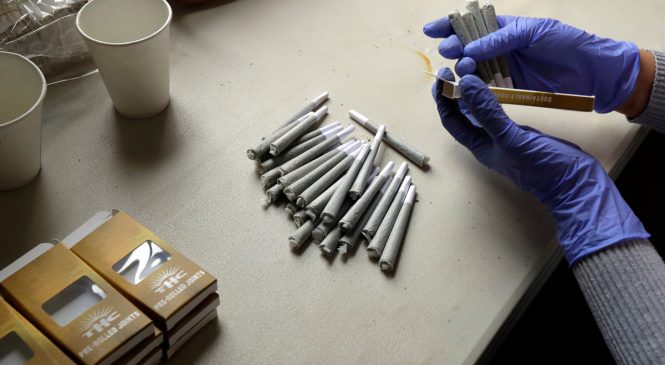 वासिङ्टनमा कोरोना खोप लगाउनेलाई एक खिल्ली गाँजा उपहार !