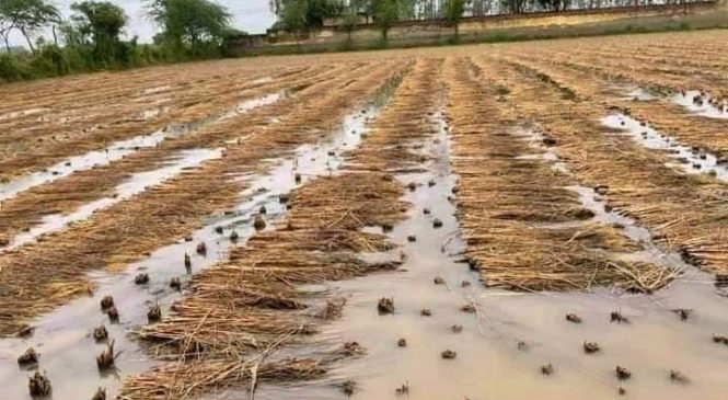 बेमौसमी बर्षाले देशभर २ लाख ८५ हजार हेक्टर क्षेत्रफलको धानबालीमा असर